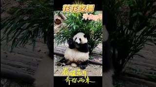 【饭团控必看🥰】花花顶流女明星的吃播日常：手背接碎渣渣，萌翻全场😘！ #和花 #hehua #giantpanda