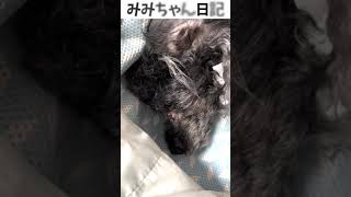 老犬トイプードルの「いびき」が可愛い！？www dog snoring #shorts