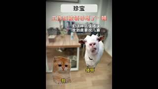 有人弃我如杂草 有人惜我如珍宝#有趣 #故事 #貓 #猫猫meme小剧场 #猫meme #内容过于真实 #猫meme小剧场 #猫meme剧场 #猫迷因#tiktok #喵不可言 #shorts