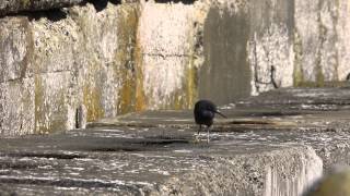 ♪鳥くん傷ついた野鳥動画（千葉県Chiba）足先がないクロサギEgret