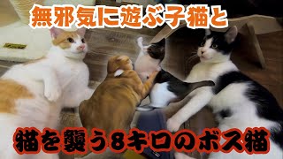 茶白のハチワレ子猫が無邪気に遊ぶ＆荒ぶる茶トラのボス猫が大暴れ（保護猫カフェウリエル）梅田Chimera kittens play  \u0026 giant boss cat attacks cat