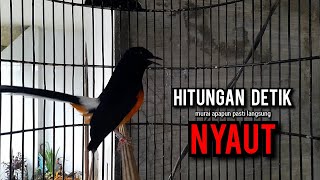 murai batu gacor AMPUH buat PANCINGAN murai batu agar bunyi JADIKAN burung murai gacor EMOSI