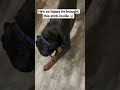 Rottweilers are so adorable #shorts #dog #cute