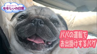 パパの運転でお出かけするパグ This Pug went out in the car that a dad drives. #Pug