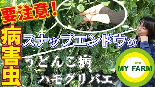 【スナップエンドウの病気と害虫】うどんこ病とハモグリバエに要注意！│かっちゃんの有機栽培ｺｰｻﾞ