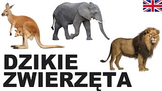 Learn Polish Vocabulary - Wild animals 1 (Dzikie zwierzęta)