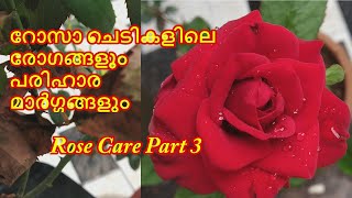 റോസാ ചെടികളിലെ രോഗങ്ങളും പരിഹാര മാർഗ്ഗങ്ങളും | How to care roses from different disease | Part 3