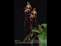 Norman Fang Live! - Episode 112 Growing Paphiopedilum Michael Koopowitz and long petal hybrids