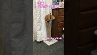 小さなポールに登る子猫 #shorts #kitty #保護猫