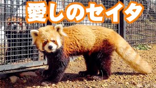 【レッサーパンダ】愛しのセイタ　Red Panda \