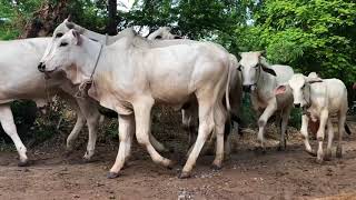 សត្វគោនៅស្រុកខ្មែរ, Cows in Cambodia, 2018