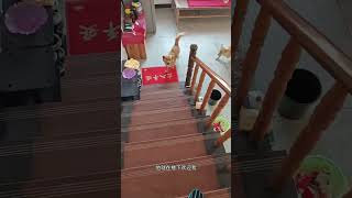 土狗的邊界感真的很強，真的很懂事#pets #萌寵 #萌寵出道 #寵物 #寵物生活 #狗狗 #可愛