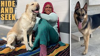 Indian Mom Playing HIDE AND SEEK with Labrador Retriever and German Shepherd | Funny Dogs Videos