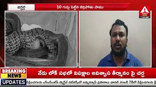 10 గుడ్లు పెట్టిన జెర్రిపోతు పాము..! Jadcharla News | Amma News