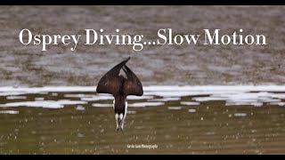 Osprey Diving   Slow Motion