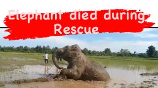 Elephant Died During Rescue #elephant #bijnor #bhaguwala