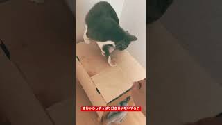 猫じゃらしがそんなに好きじゃない猫を観察 #shorts #ねこじゃらし #cat