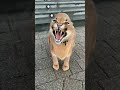 danger cat video