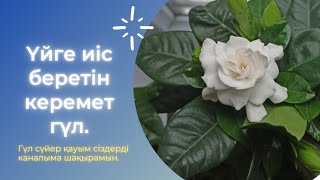 Гардения гүлін қалай гүлдетеміз?Керемет гүл ашатын,исі бар гүл гардения жасминовидный.