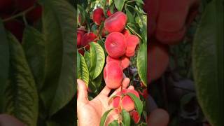 Grafting Method On Peach Fruit Tree #shorts #peach #tree #grafting