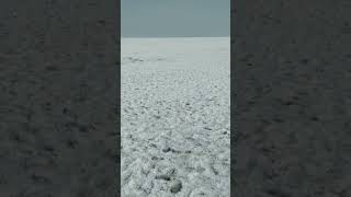 White Desert-- വെള്ള മരുഭൂമി - സർവ്വത്ര ഉപ്പ്'