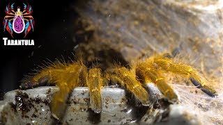 ◎捕鳥蛛捕食記◎【Tarantula predator】非洲橙巴布蜘蛛 Pterinochilus murinus-寵物