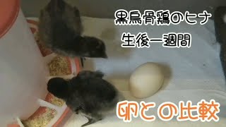 【黒烏骨鶏】生後1週間経ちました・卵と比較