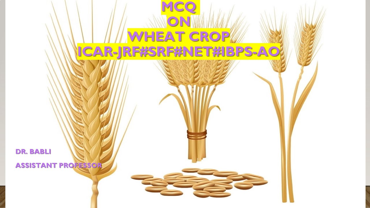 Multiple Choice Questions On Wheat Crop: B.Sc. (Hons.) Agriculture#JRF# ...