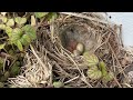 the cape wagtail