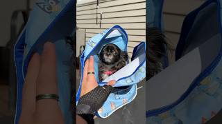 BLUEY BACKPACK FLYING PUDDIN 😱❤️