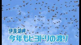 ヒヨドリの渡り　愛知県伊良湖岬2023