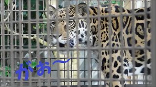 【ジャガー・ホワイトタイガー・ベンガルトラ】吠える佐助・ソソノ・ダイ♪　2020/11/26　とべ動物園