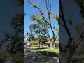 Dropping a HUGE Ash limb in Austin Texas