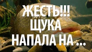 РЫБА ЩУКА НАПАЛА НА .... ЖЕСТЬ!