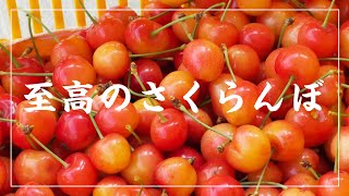 糖度32.9度のさくらんぼがヤバすぎた【収穫】