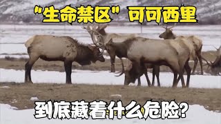 “生命禁区”可可西里，到底藏着什么危险？人心比野兽更加恐怖！