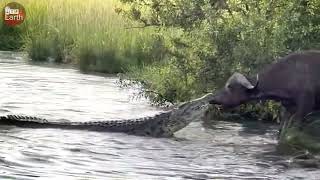 Lucky Buffalo Escaped Death when Attacked by Crocodile But What Happen Next