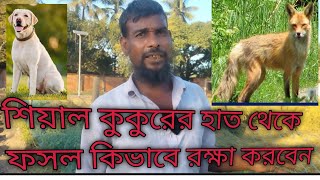 ফসল রক্ষা করার উপায় ২০২৩||কম খরচে কিভাবে  ফসল খেতের চারপাশে বেড়া দিবেন।