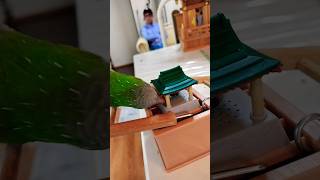 オキナインコが鐘を鳴らしてうがい #shortsfeed