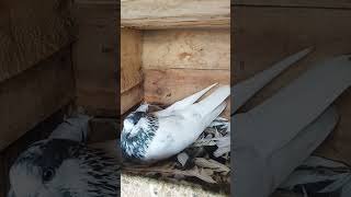 Angry Pigeon Mom 😤 || Sialkoti Pakistani Kabutar Breed || 35 walay Kabootar | Sialkoti Topi Wale ||