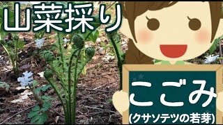 【山菜採り】美味しいこごみの見分け方　（=クサソテツ,コゴミ,コゴメ）