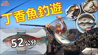 鉤丁香魚當餌，釣到超大鸚哥！？４斤整破自己的磯釣紀錄啊！【男人嶼】【澎湖磯釣】【大緯釣魚趣】