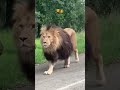 gila hampir seukuran mobil😰 viral trending singa lion shortvideo