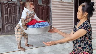 Smart monkey Abu received reward for a helping grandma at work