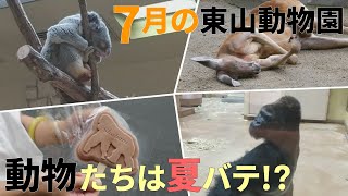 7月の東山動物園は暑さで動物たちバテバテ！？