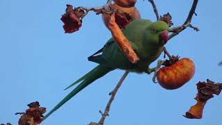 野鳥　インコ　　柿食いに逃げて来たのかインコかな