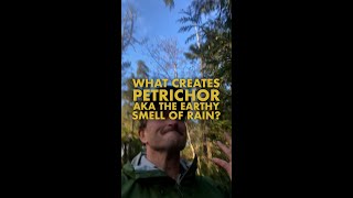 What creates Petrichor AKA the earthy smell of rain?