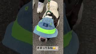 【新しい帽子と洋服を着てお出かけ🐕‍🦺】ボストンテリア子犬の可愛すぎるおめかしStyleを公開☺️🤲🏻💕