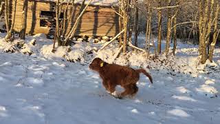 Scottish Highland Cattle In Finland: Fluffy baby cow and snow 22nd of November 2017