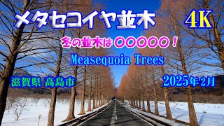 【メタセコイヤ並木】 【4K】 冬の並木は〇〇〇〇〇！【Metasequoia Trees】 February 15 , 2025